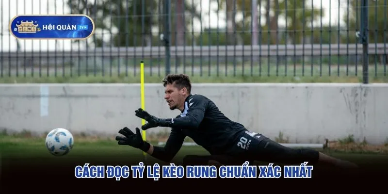 Cách đọc tỷ lệ kèo rung chuẩn xác nhất
